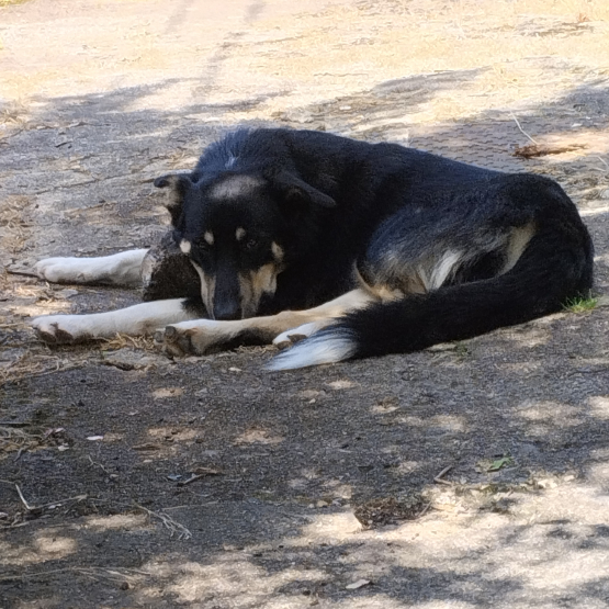 Image pour l'annonce Chiots à adopter