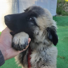 Image pour l'annonce donne chienne de montagne