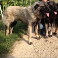 Image pour l'annonce donne chienne de montagne