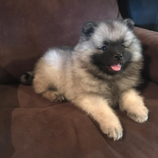 Image pour l'annonce Adorables chiots spitz loup LOF