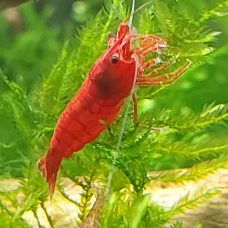 Image pour l'annonce vend crevettes néocaridinaDavidi red cherry