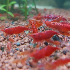 Image pour l'annonce vend crevettes néocaridinaDavidi red cherry