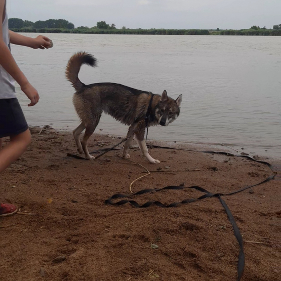 Image pour l'annonce Husky mâle 7 mois