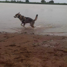 Image pour l'annonce Husky mâle 7 mois