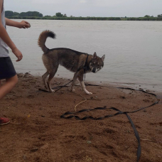 Image pour l'annonce Husky mâle 7 mois