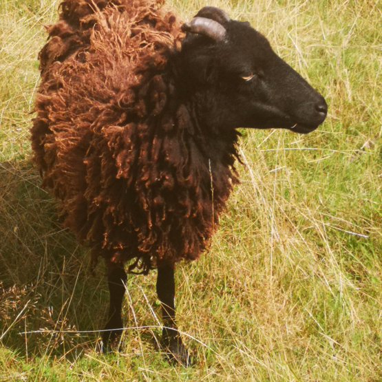 Image pour l'annonce Moutons ouessant