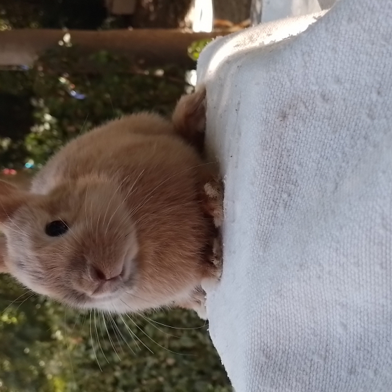 Image pour l'annonce Vends 2 bébés lapins nains