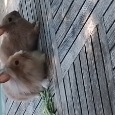 Image pour l'annonce Vends 2 bébés lapins nains