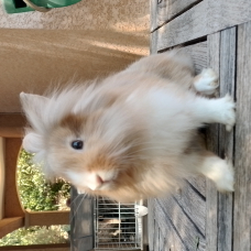 Image pour l'annonce Vends 2 bébés lapins nains