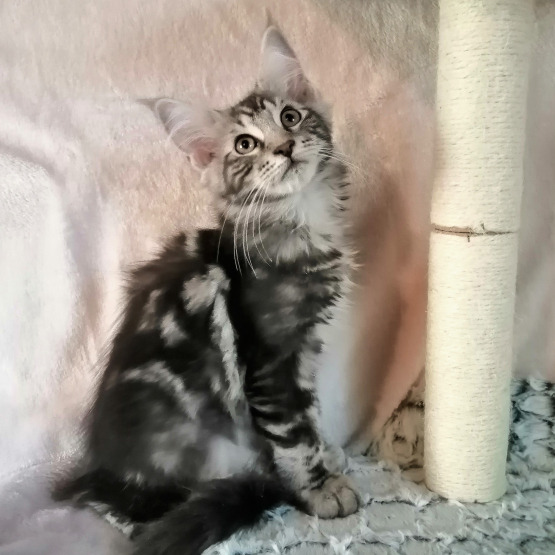 Image pour l'annonce Disponible chaton male Maine Coon