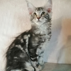 Image pour l'annonce Disponible chaton male Maine Coon