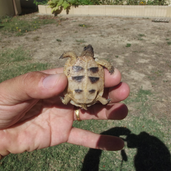 Image pour l'annonce vends tortue marginata