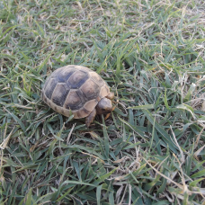 Image pour l'annonce vends tortue marginata