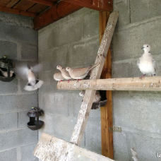 Image pour l'annonce Tourterelles grises à vendre