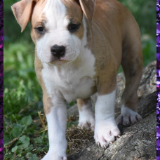 Image pour l'annonce Chiots american staff (amstaff, staff) disponible