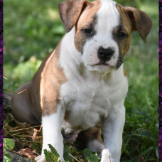Image pour l'annonce Chiots american staff (amstaff, staff) disponible