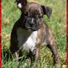 Image pour l'annonce Chiots american staff (amstaff, staff) disponible