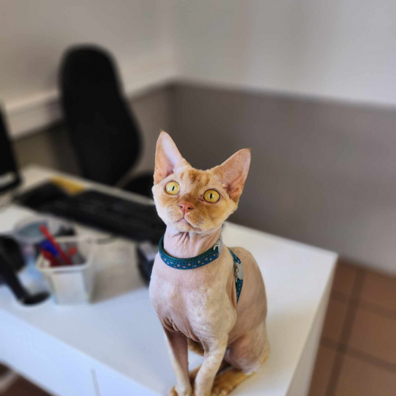Image pour l'annonce Saillie Chat Mâle Devon Rex