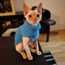 Image pour l'annonce Saillie Chat Mâle Devon Rex