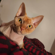Image pour l'annonce Saillie Chat Mâle Devon Rex