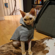 Image pour l'annonce Saillie Chat Mâle Devon Rex