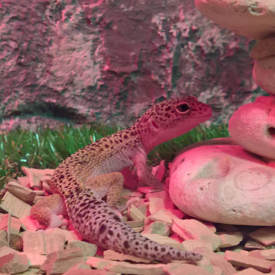 Image pour l'annonce Gecko mâles et femelles