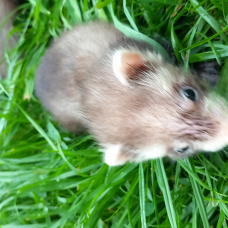 Image pour l'annonce Furet