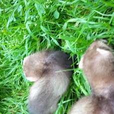 Image pour l'annonce Furet
