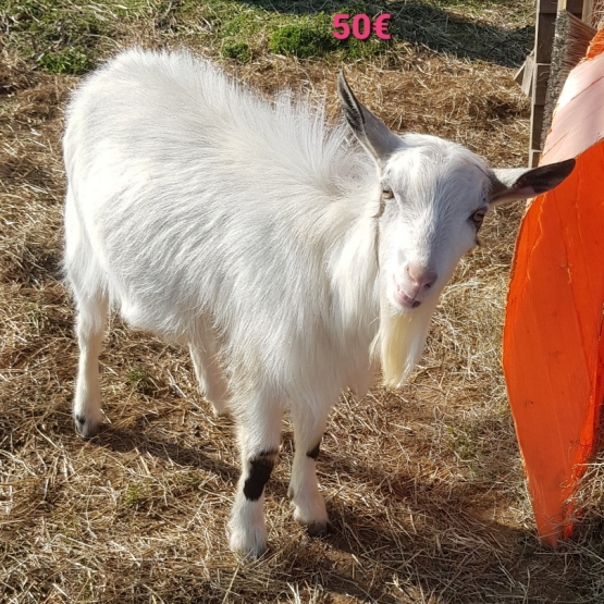 Image pour l'annonce Bouc nain