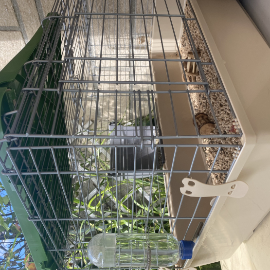 Image pour l'annonce Lot cochons d’Inde + 2 cages
