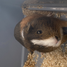 Image pour l'annonce Lot cochons d’Inde + 2 cages