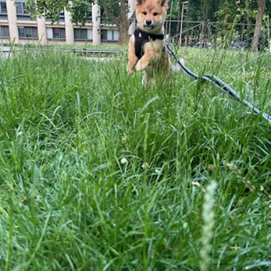 Image pour l'annonce Shiba inu à la réservation