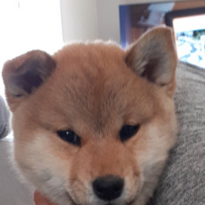 Image pour l'annonce Shiba inu à la réservation