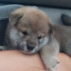 Image pour l'annonce Shiba inu à la réservation