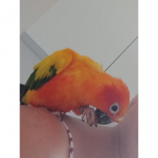 Image pour l'annonce Vends femelle Conure Soleil EAM