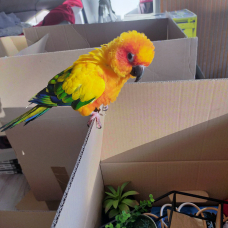Image pour l'annonce Vends femelle Conure Soleil EAM