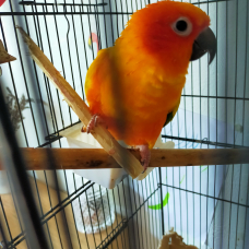 Image pour l'annonce Vends femelle Conure Soleil EAM
