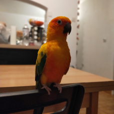 Image pour l'annonce Vends femelle Conure Soleil EAM