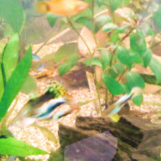 Image pour l'annonce poissons d'aquarium