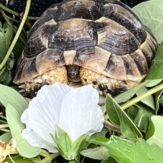 Image pour l'annonce vends tortue Graeca
