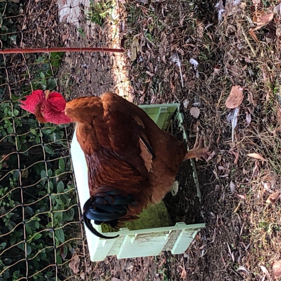 Image pour l'annonce Œufs fécondés et poussins