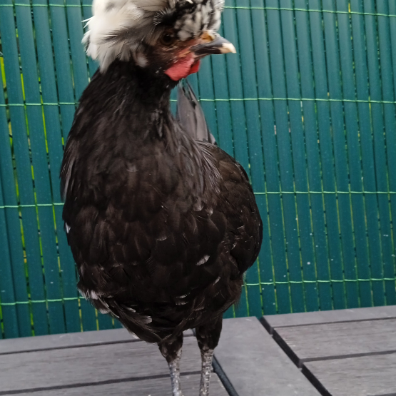 Image pour l'annonce Coq hollandais huppé
