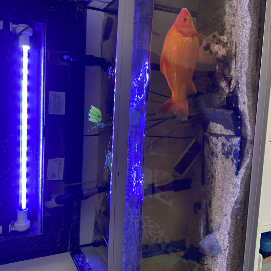 Image pour l'annonce Aquarium complet 200L