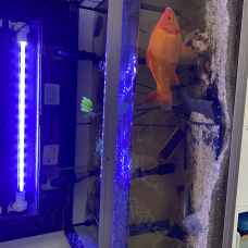 Image pour l'annonce Aquarium complet 200L