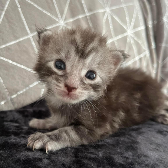 Image pour l'annonce Adorable Chaton Maine coon mâle black silver blotched tabby