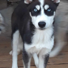 Image pour l'annonce magnifique chiot type husky sibérien