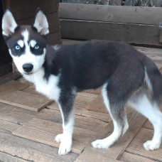 Image pour l'annonce magnifique chiot type husky sibérien