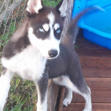 Image pour l'annonce magnifique chiot type husky sibérien