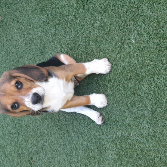 Image pour l'annonce Chiot Beagle LOF