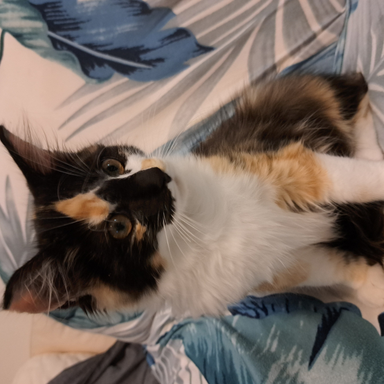 Image pour l'annonce Chaton Maine coon LOOF